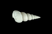 藏品(長海螄螺)的圖片